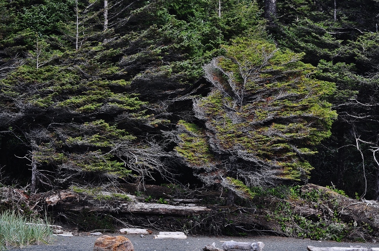 trees on shoreline